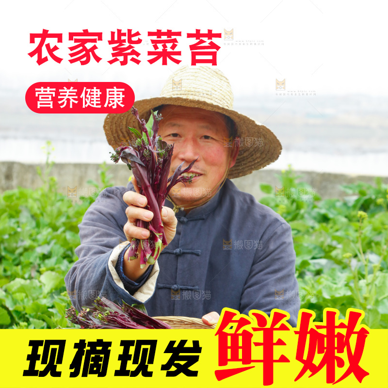 手里拿着紫菜苔