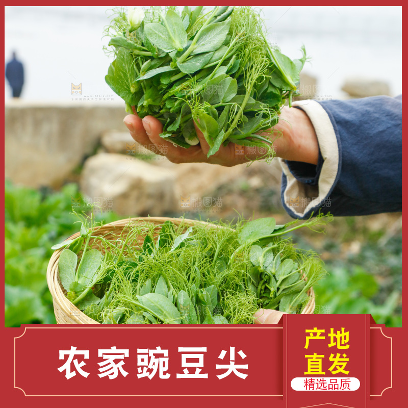 手里拿着豌豆苗
