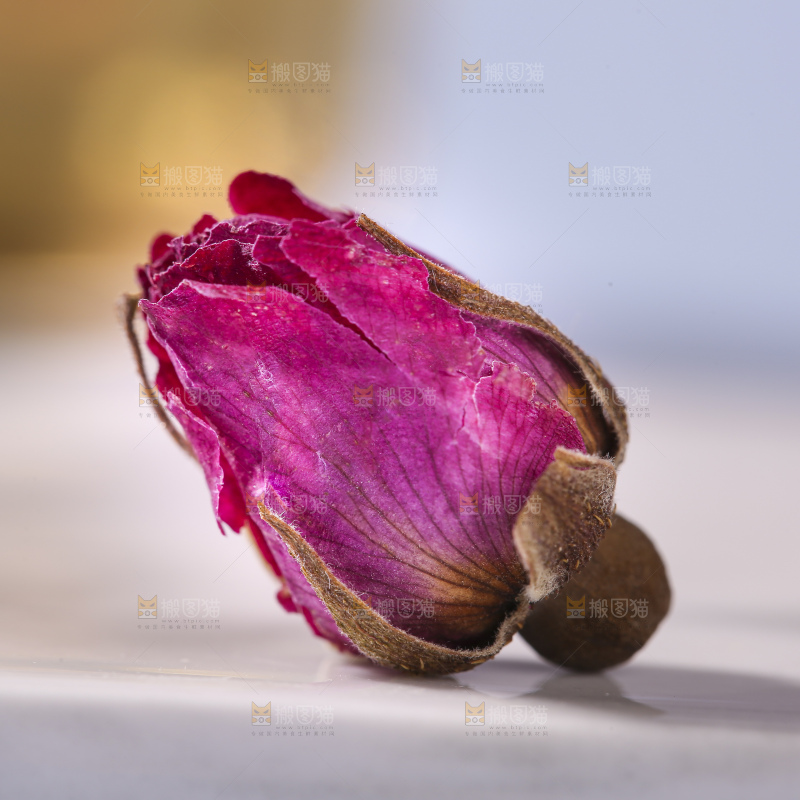 浅底上的玫瑰花干