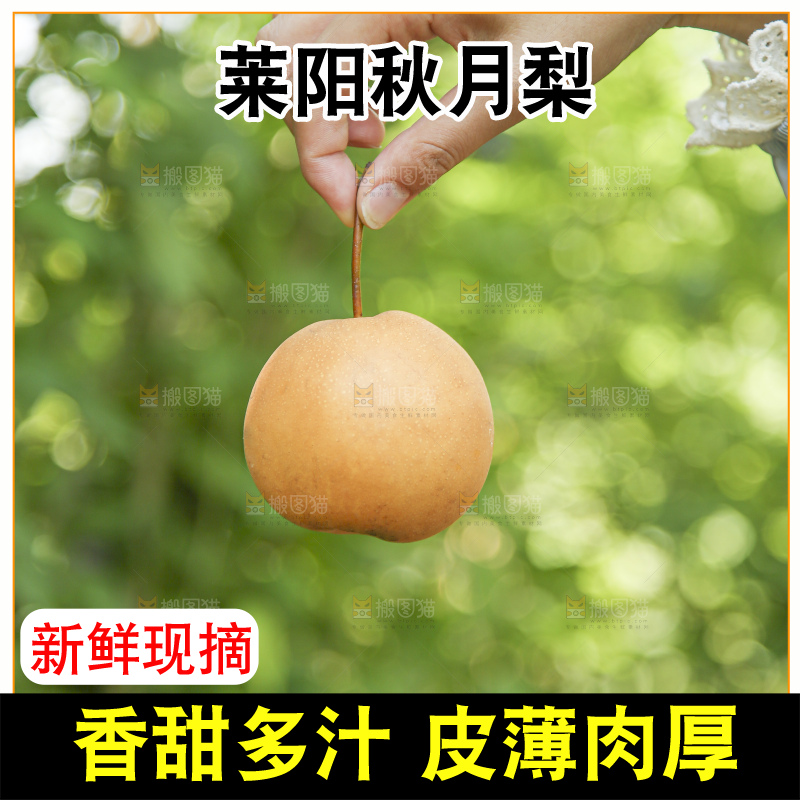 手里拿着莱阳秋月梨