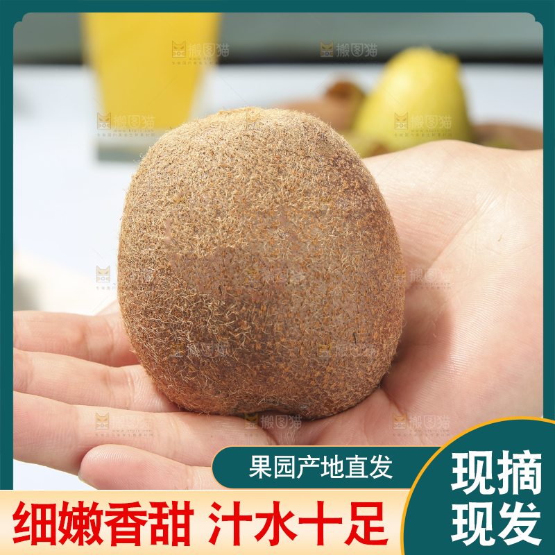 浅底上的瑞玉猕猴桃