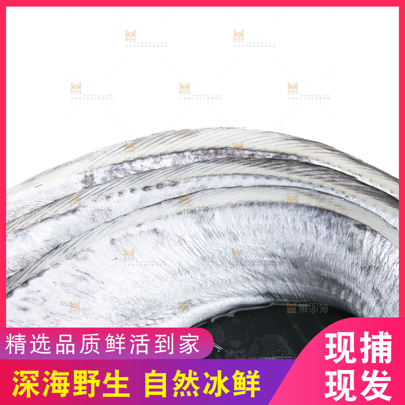 白底上的带鱼