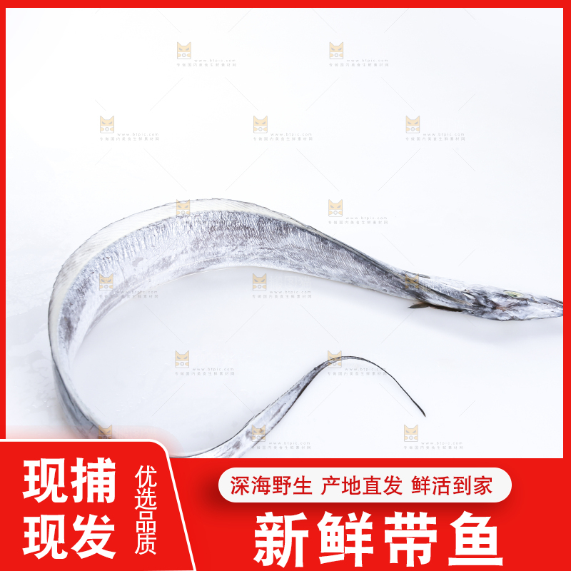 白底上的带鱼