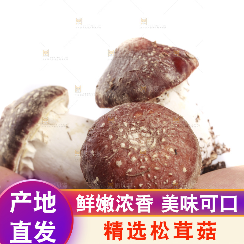 白底上的新鲜松茸菇
