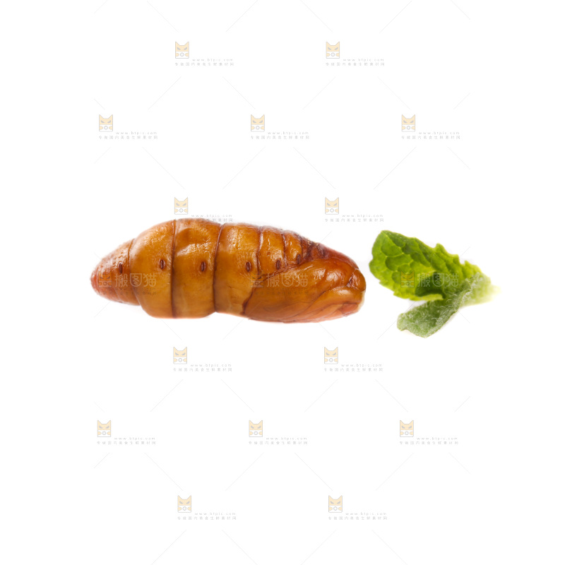白底上的蚕蛹