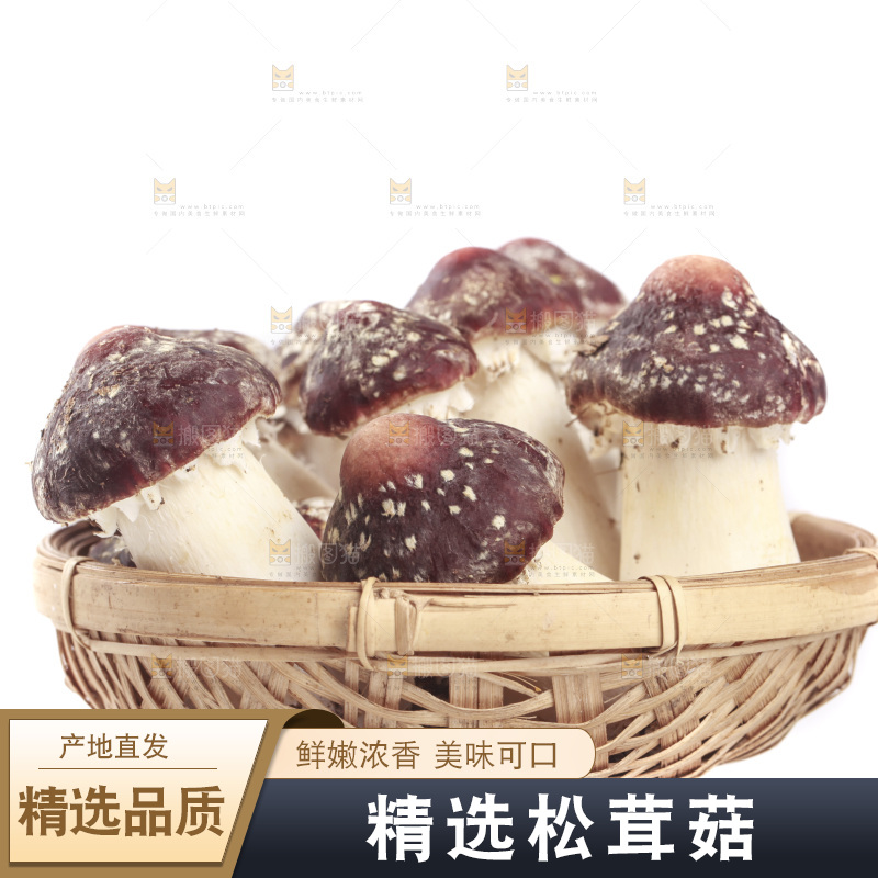 白底上的新鲜松茸菇