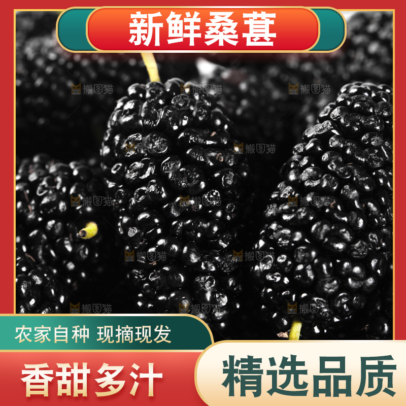 白底上的桑葚