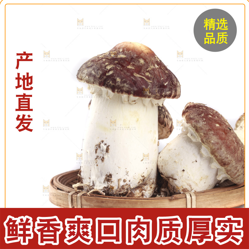 白底上的新鲜松茸菇