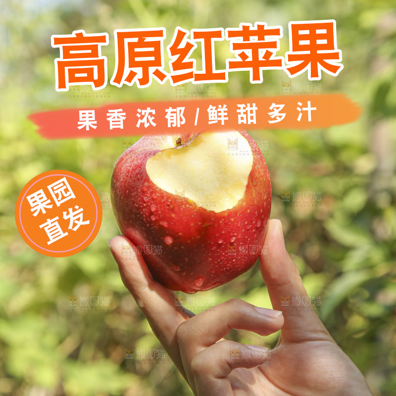 手里拿着高原红苹果