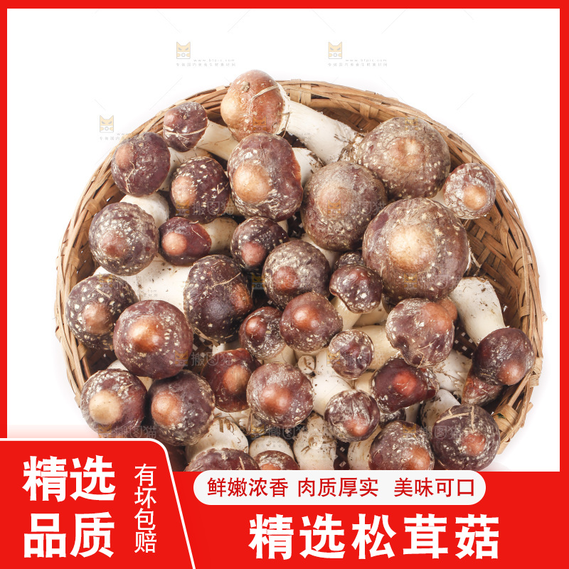 白底上的新鲜松茸菇