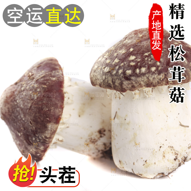 白底上的新鲜松茸菇