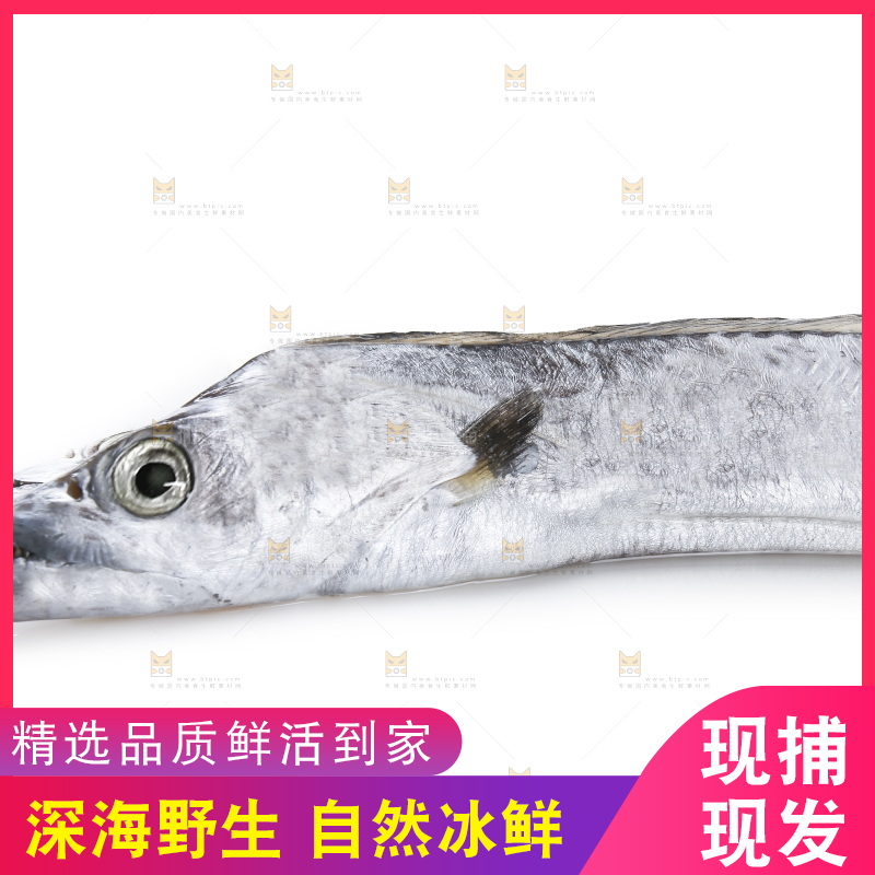 白底上的带鱼