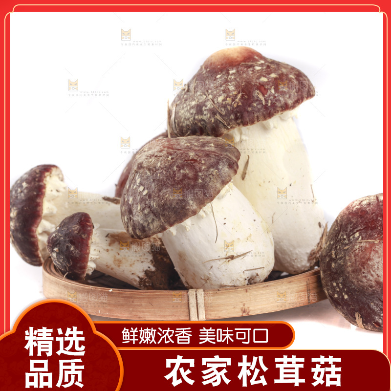 白底上的新鲜松茸菇