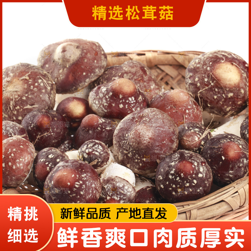 白底上的新鲜松茸菇
