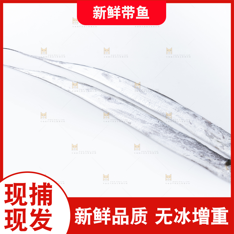 白底上的带鱼