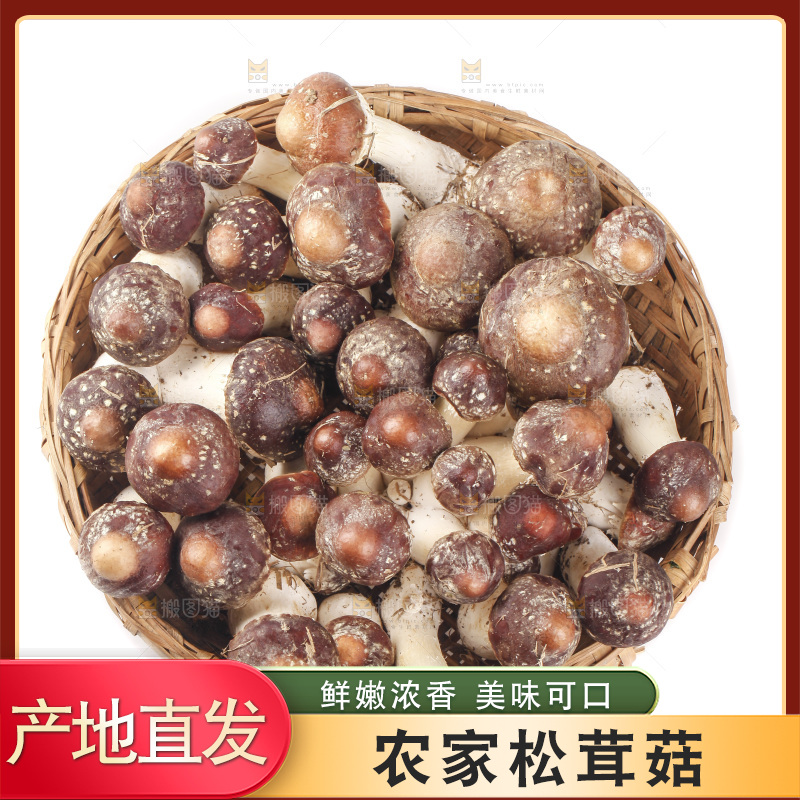 白底上的新鲜松茸菇