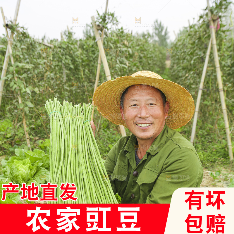 手里拿着新鲜长豆角