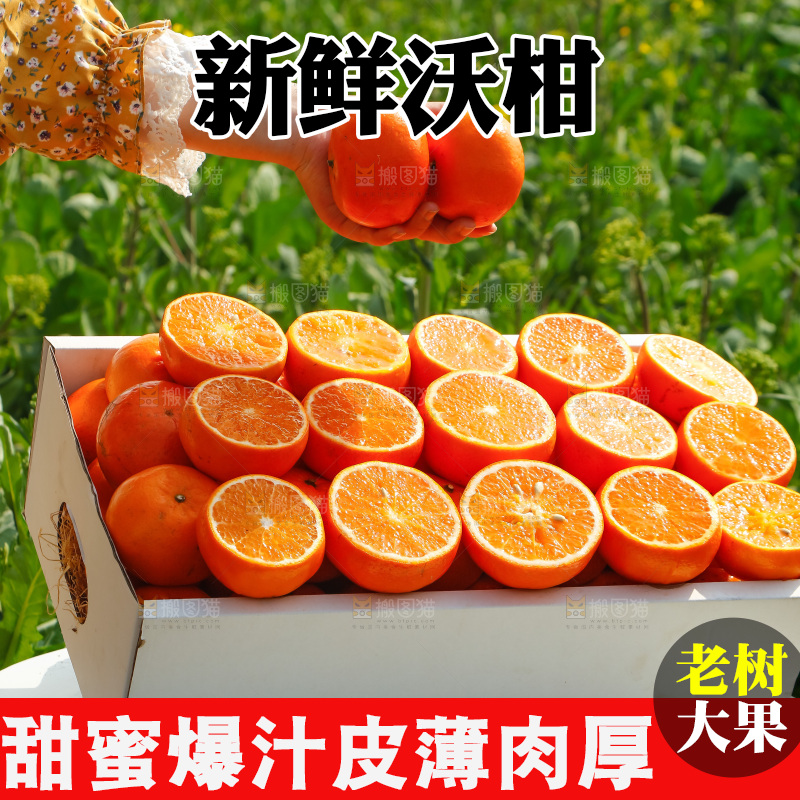 手里拿着沃柑