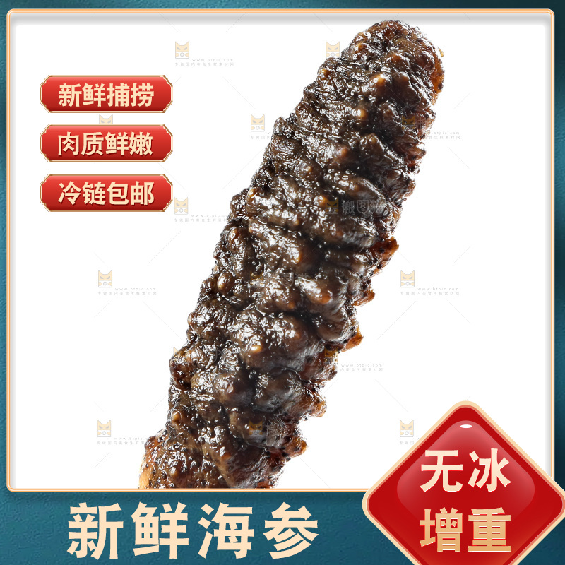 白底上的海参