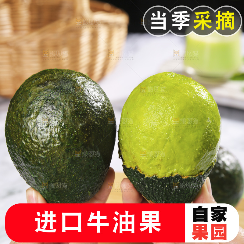 浅底上的巨无霸牛油果