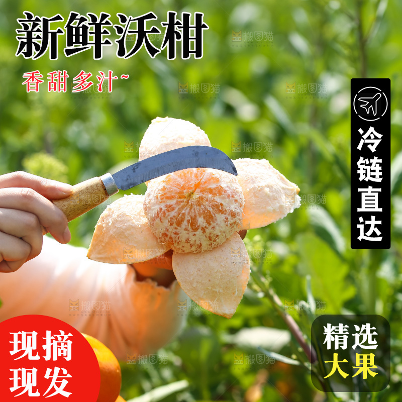 手里拿着新鲜沃柑