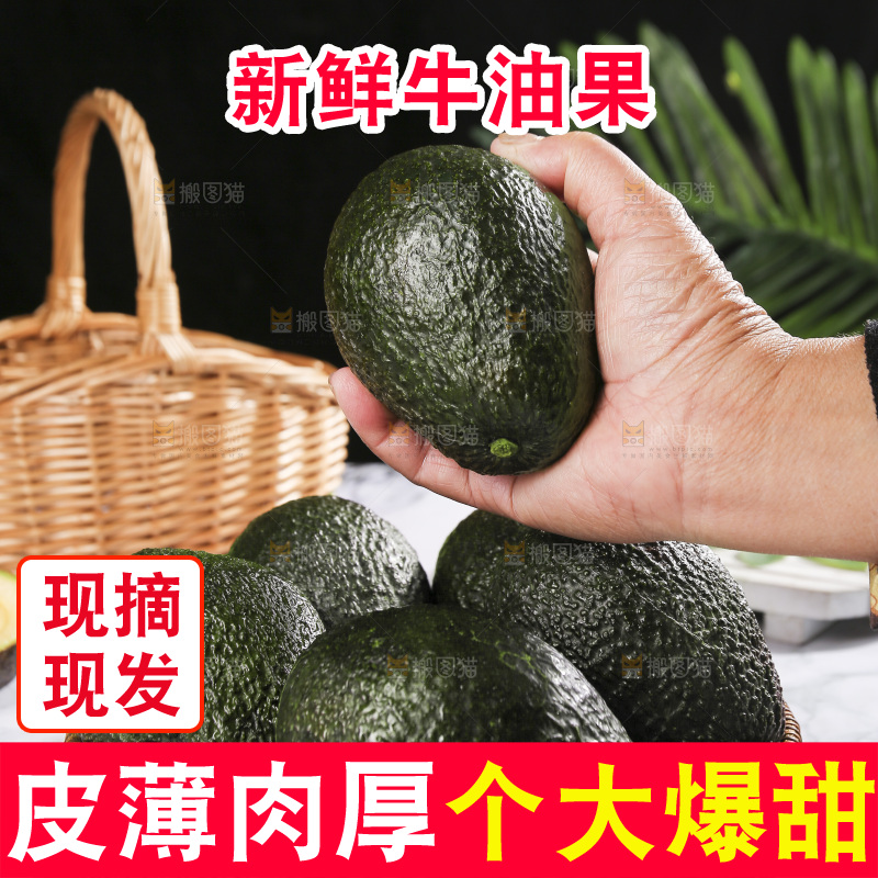 浅底上的巨无霸牛油果