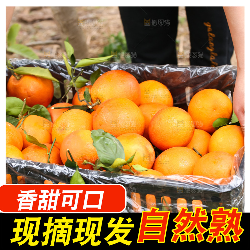 堆放着的血橙