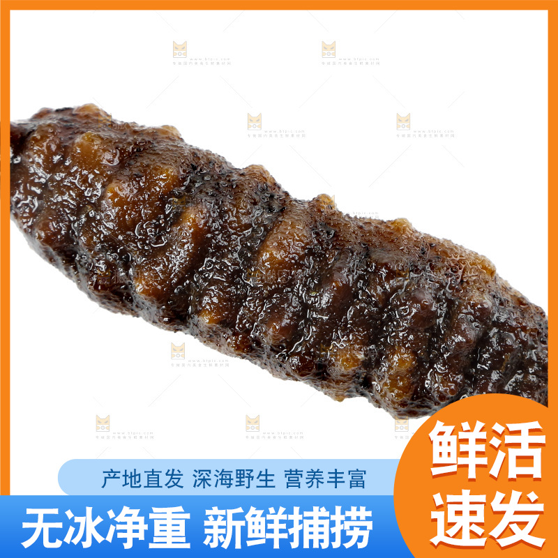 白底上的海参