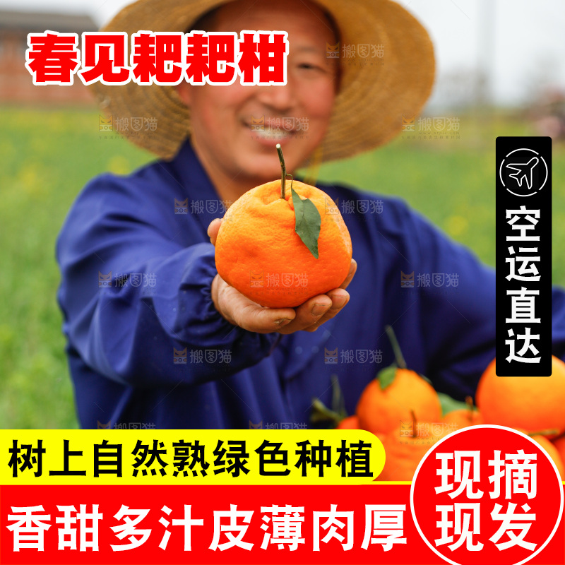 手里拿着耙耙柑