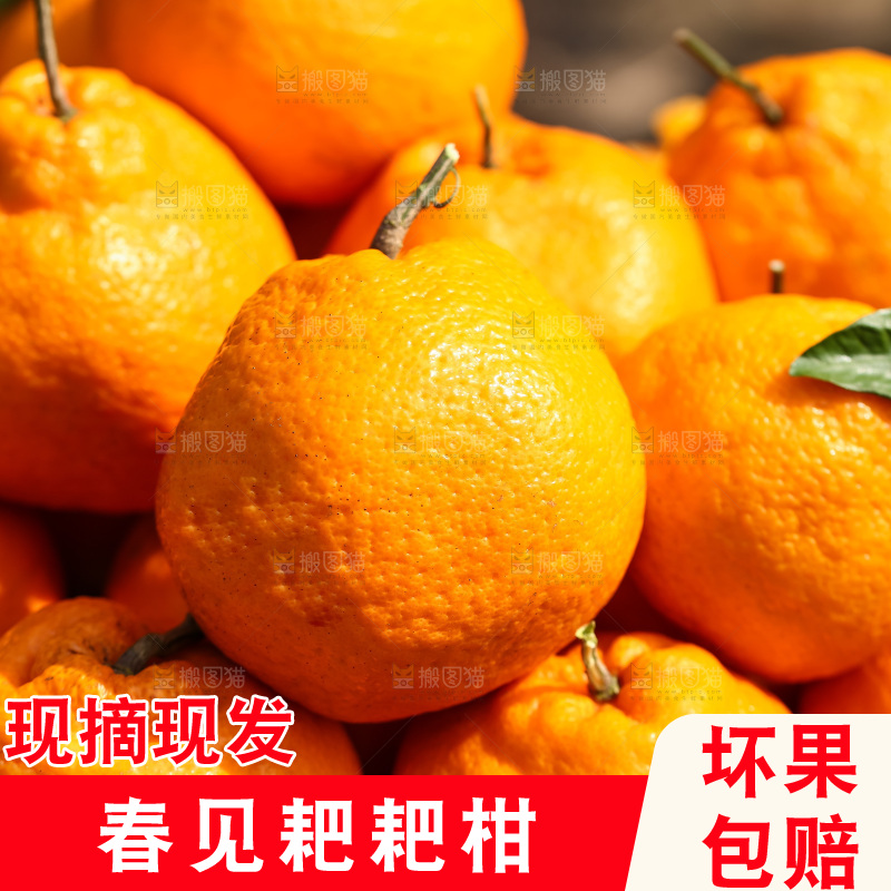 草地上的耙耙柑