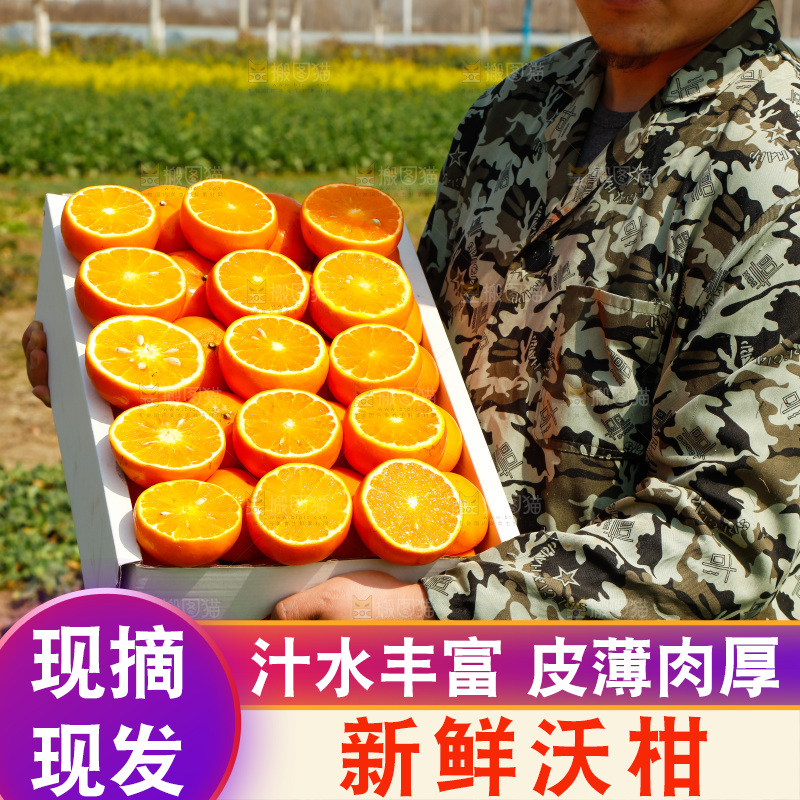 手里拿着沃柑