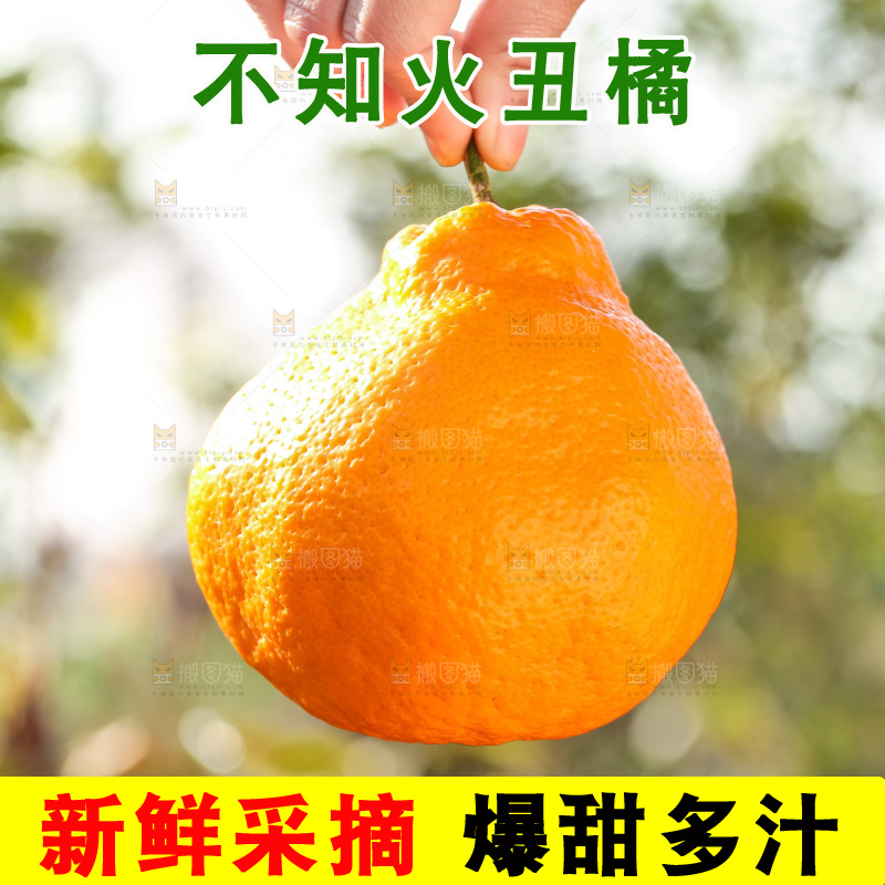 丑橘主图