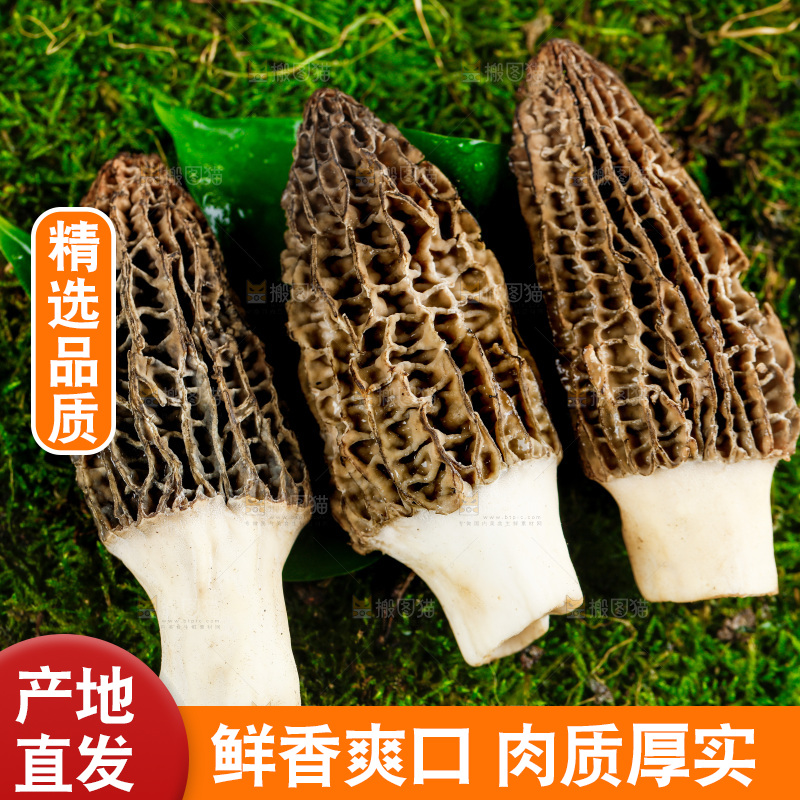 深底上的羊肚菌