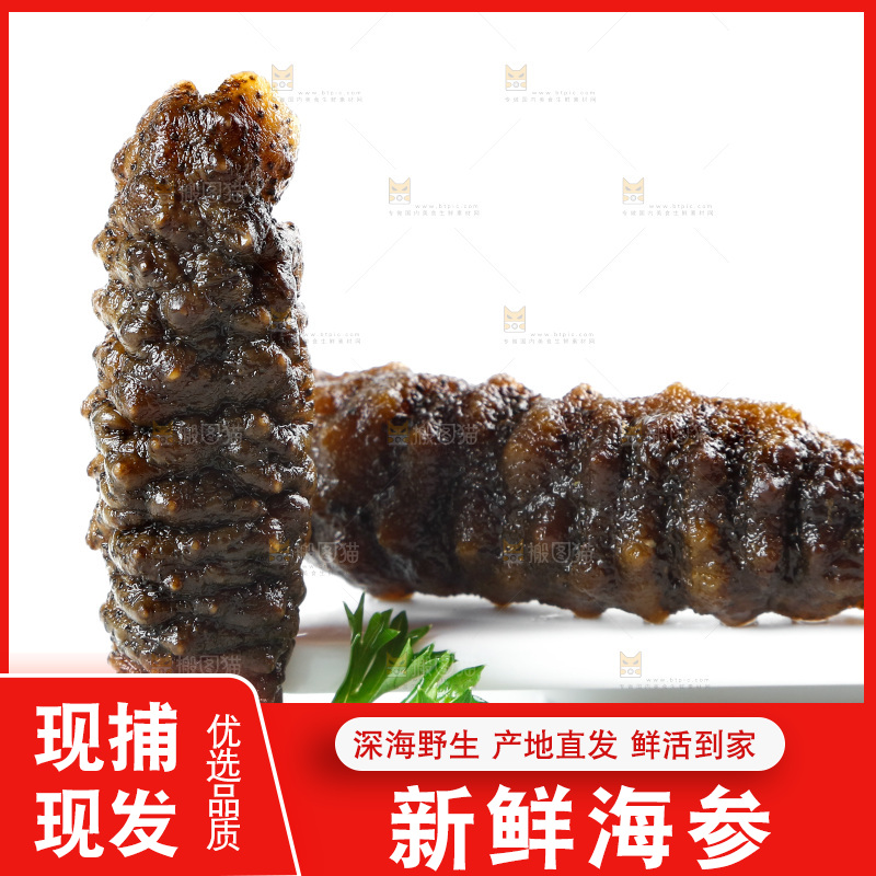 白底上的海参