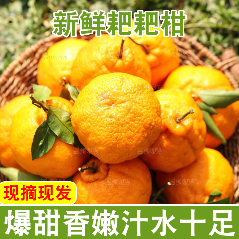 草地上的耙耙柑