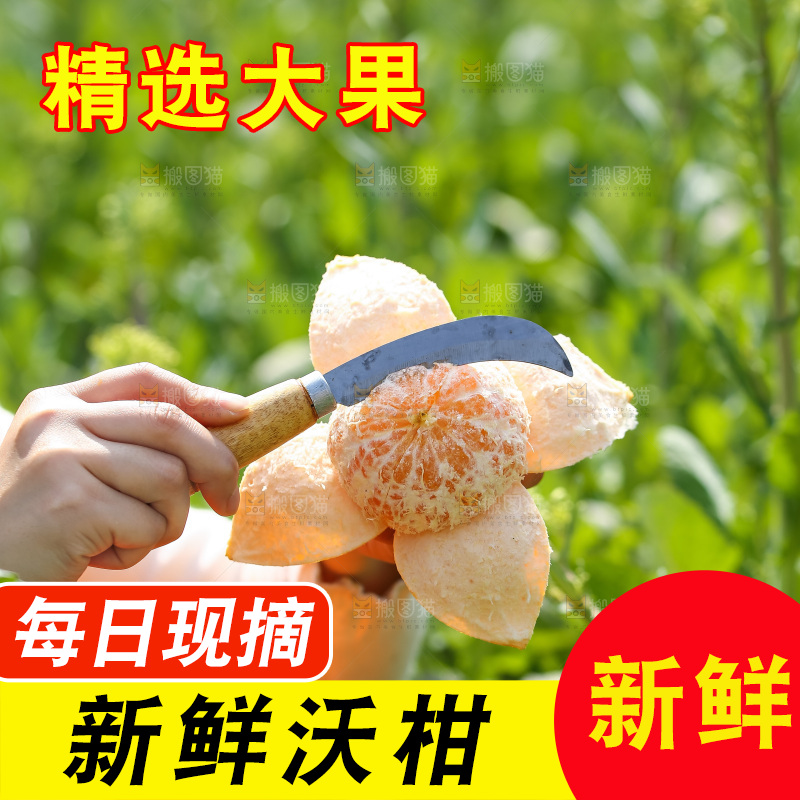 手里拿着新鲜沃柑