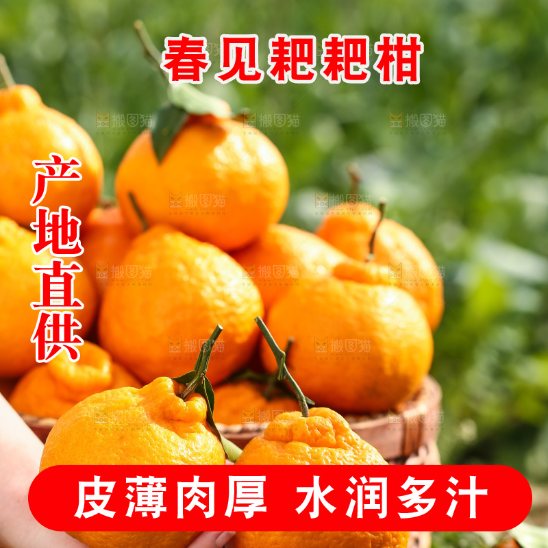 草地上的耙耙柑