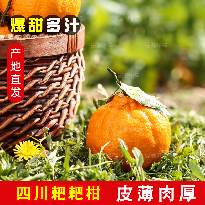 草地上的耙耙柑