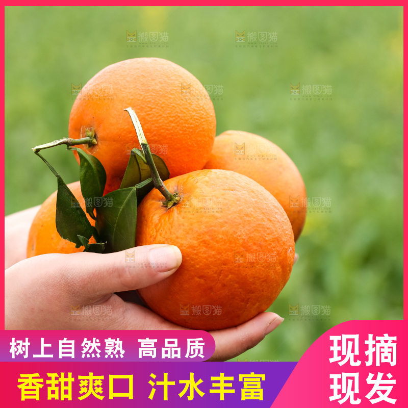 手里拿着赣南血橙