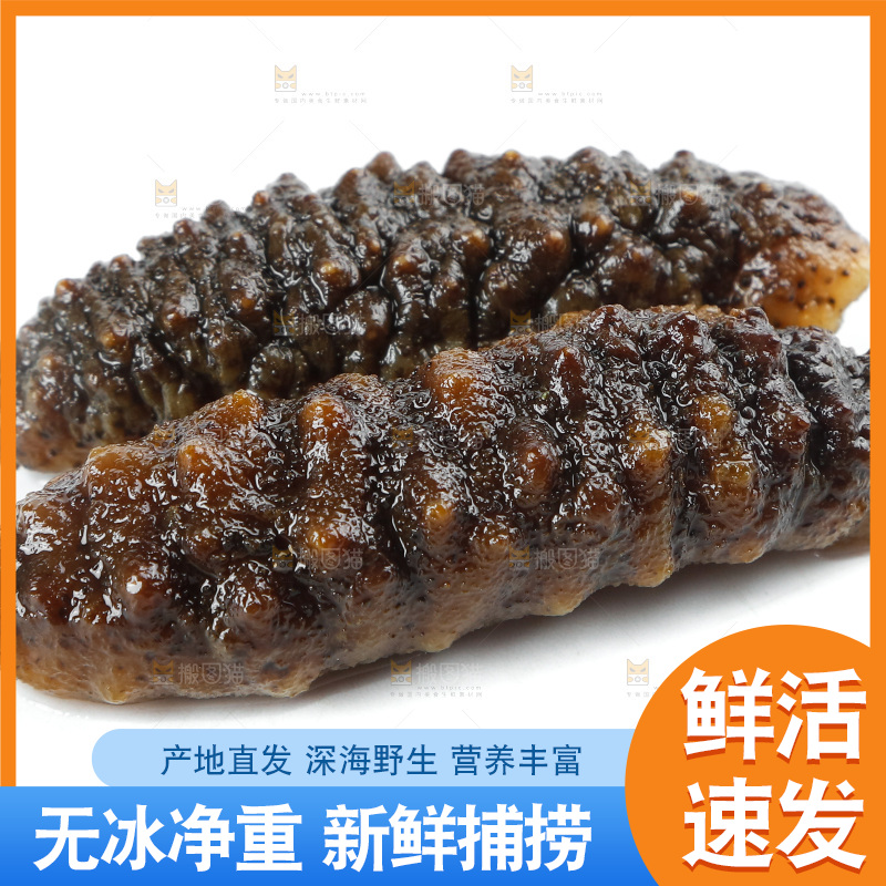 白底上的海参