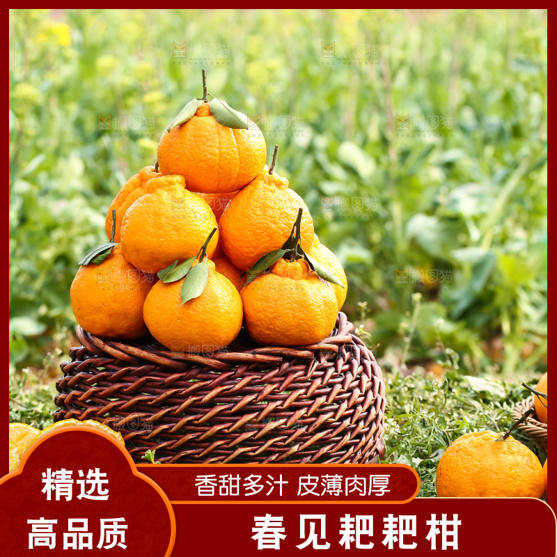 草地上的耙耙柑