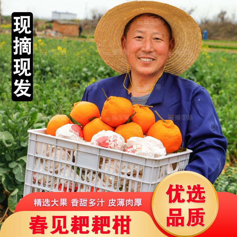 手里拿着耙耙柑