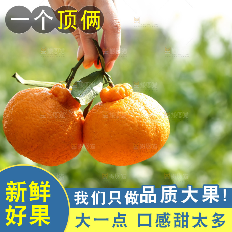 草地上的耙耙柑