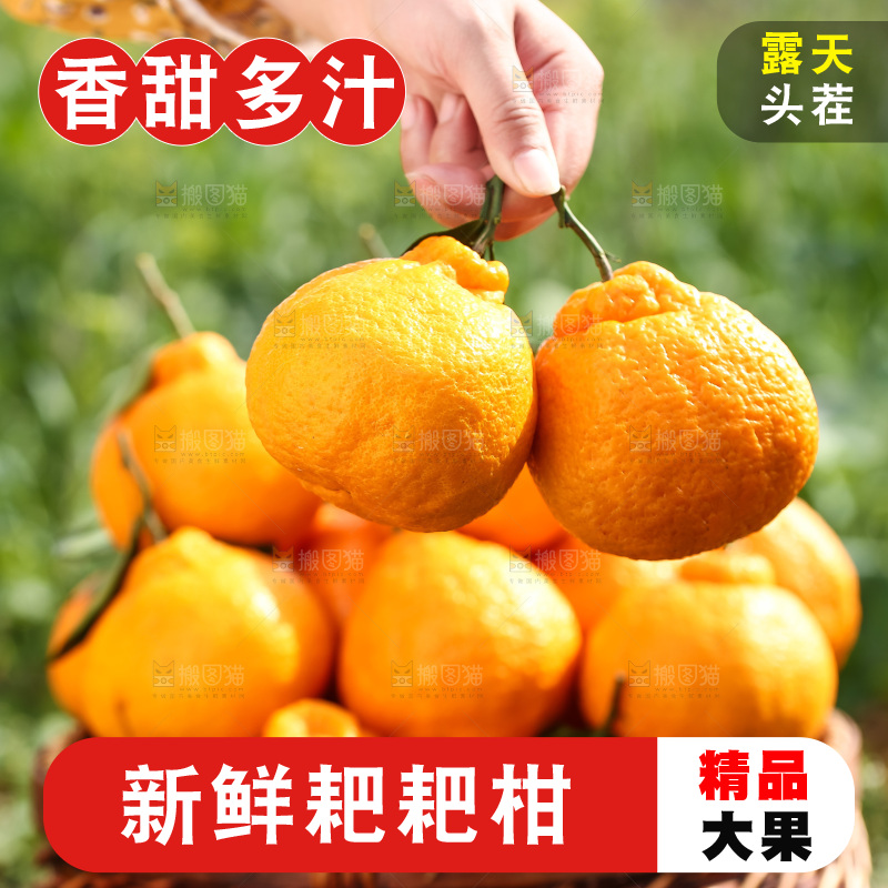 草地上的耙耙柑