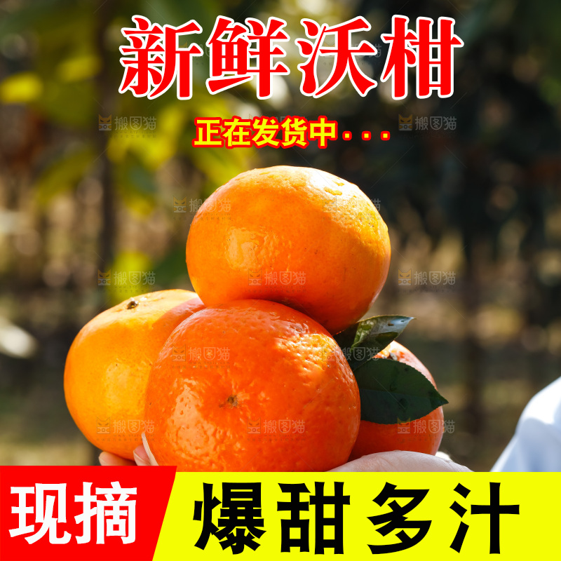 手里拿着沃柑