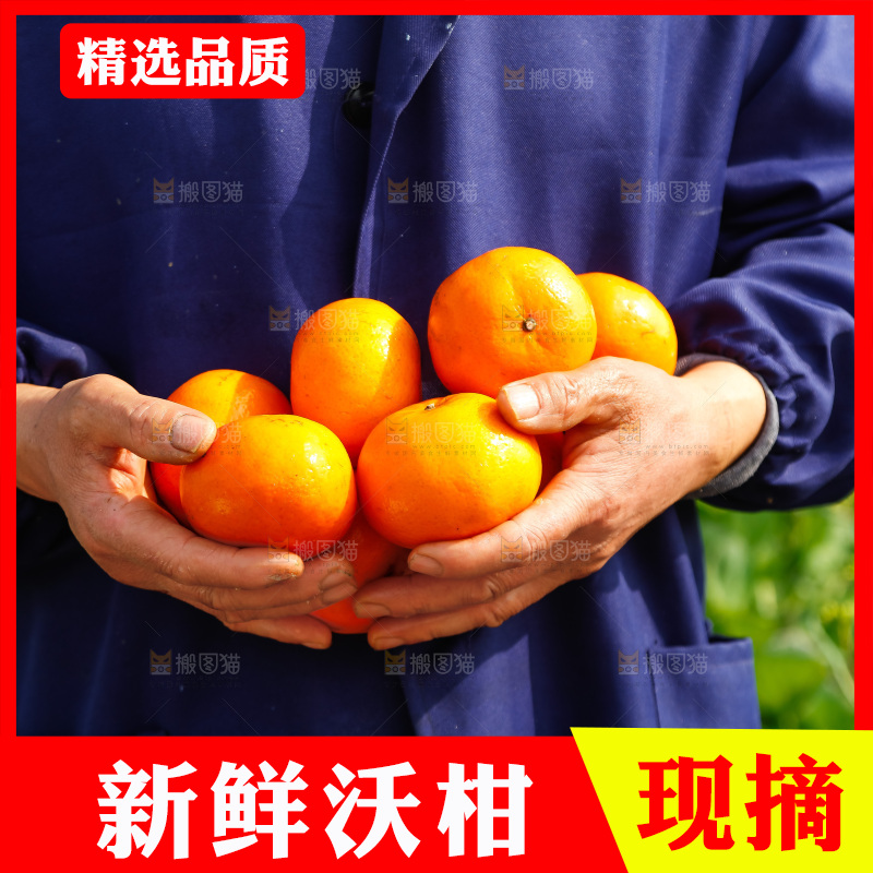 手里拿着沃柑