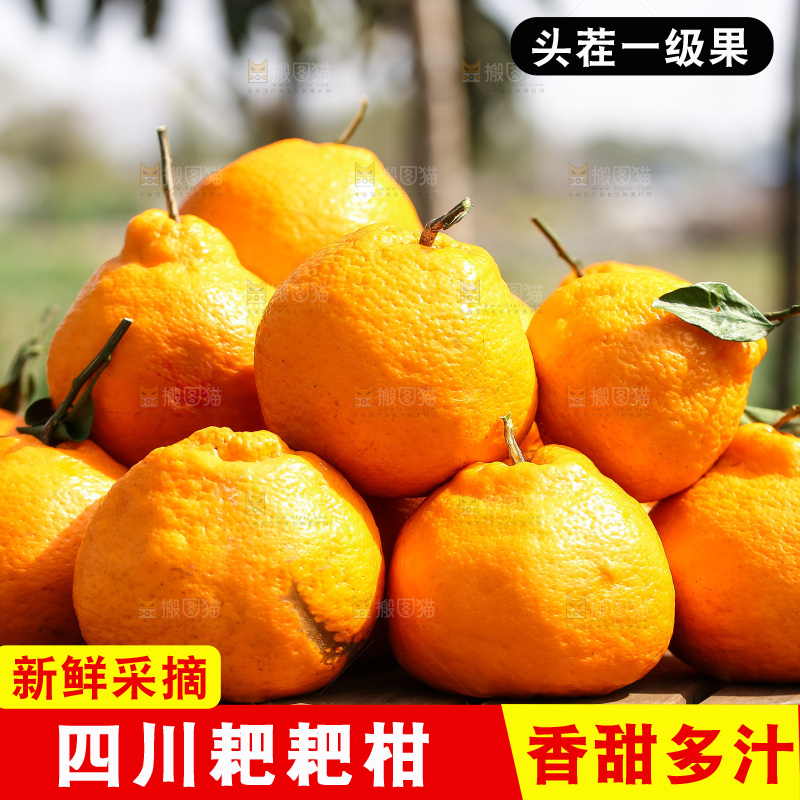 草地上的耙耙柑
