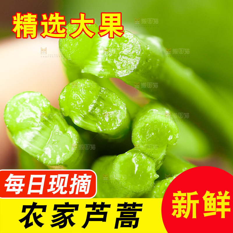 木底上的江西藜蒿