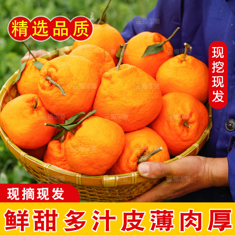 手里拿着耙耙柑