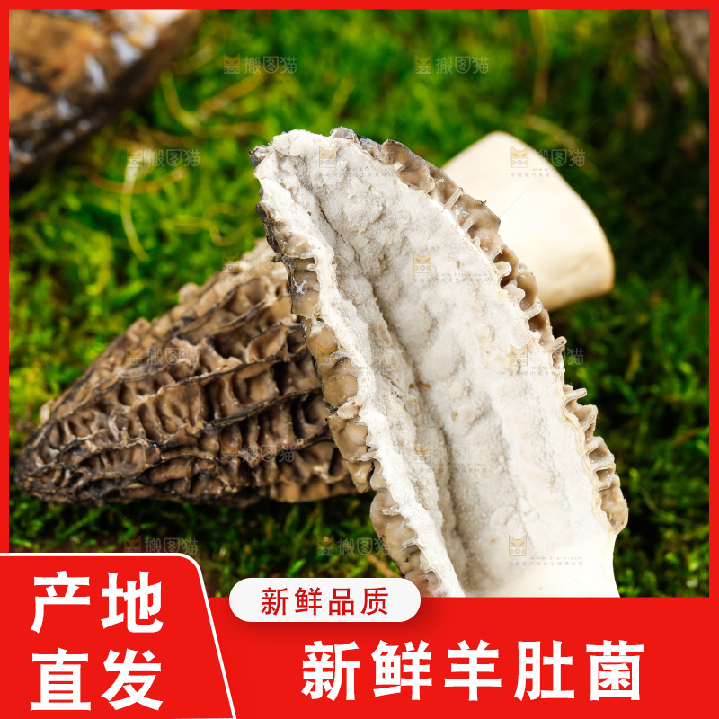 深底上的羊肚菌